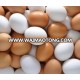 Farm Fresh Chicken Table Eggs Brown and White Shell Chicken Eggs