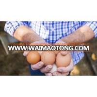 Fresh Chicken Table Eggs & Fertilized Hatching Eggs, White and Brown eggs